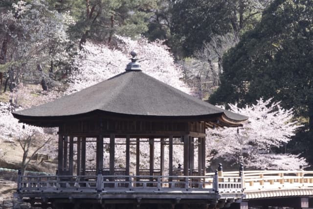 奈良公園・浮見堂と桜