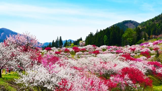 花桃の里