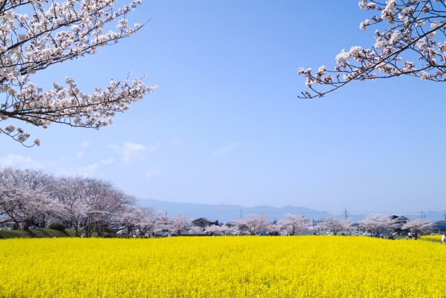 藤原宮跡の菜の花と桜