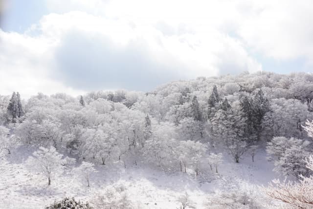三峰山の霧氷