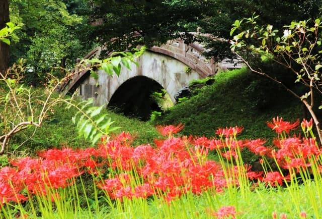 小石川後楽園の彼岸花