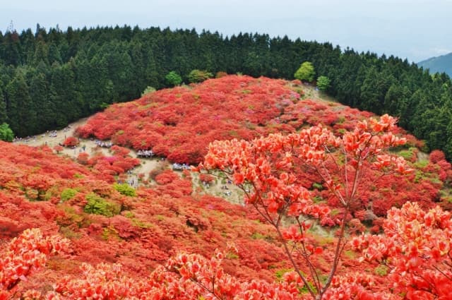 葛城山のツツジ