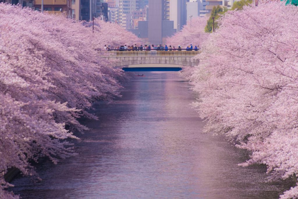 目黒川の桜並木