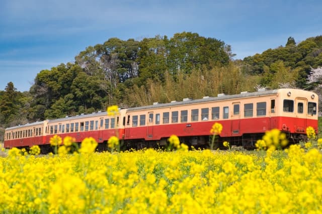 石神の菜の花畑
