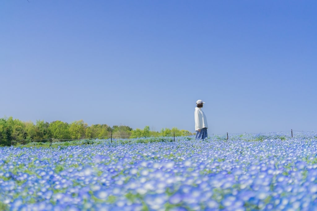 順光