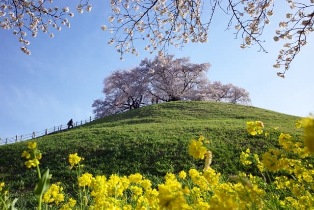 さきたま古墳公園