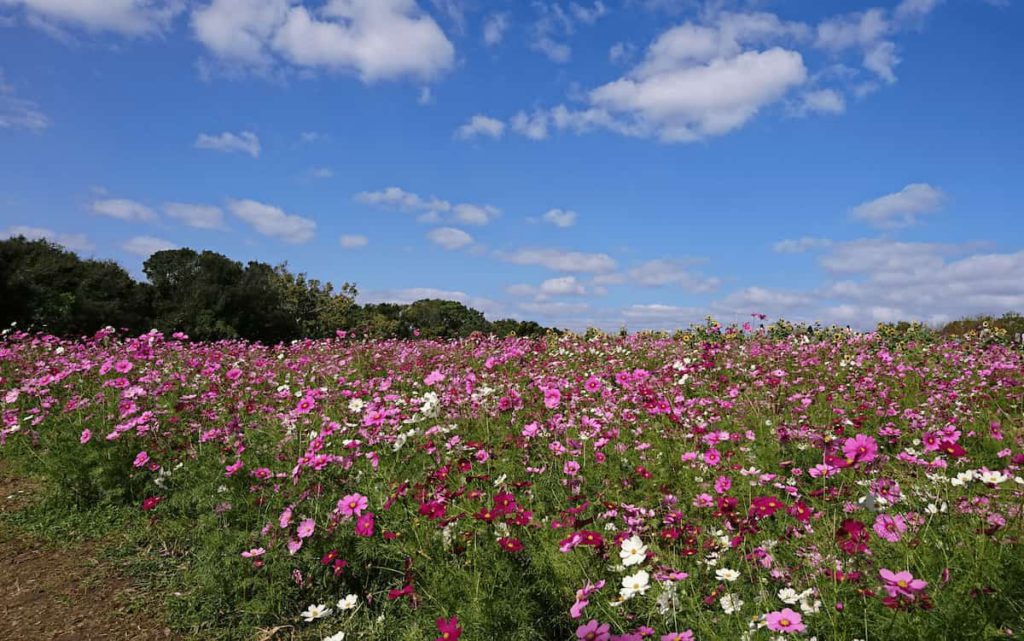 万博記念公園