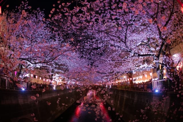 目黒川の桜並木