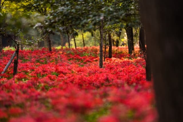巾着田曼珠沙華公園
