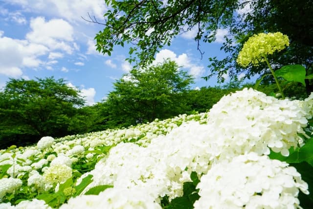 幸手権現堂桜堤