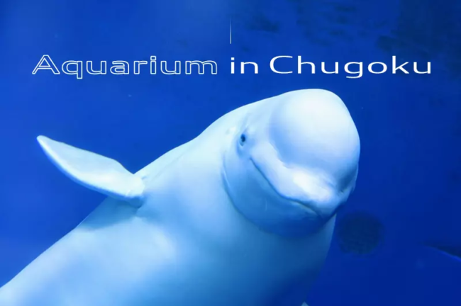 中国地方の水族館オススメ5選！見どころや撮影ポイントを紹介