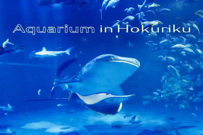 北陸地方の水族館オススメ5選！見どころや撮影ポイントも紹介