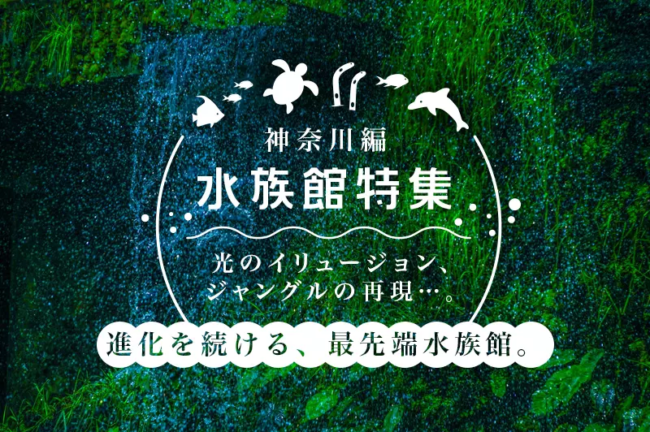 神奈川県の水族館オススメ5選！見どころや撮影ポイントを徹底解説