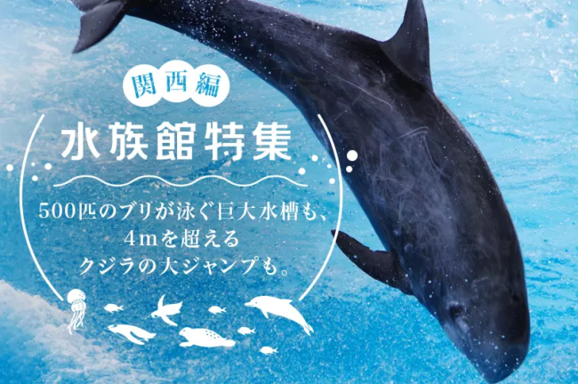 関西の水族館オススメ10選!見どころや撮影ポイントを紹介