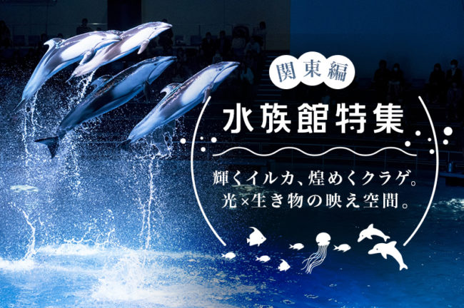関東の水族館オススメ10選！見どころや撮影ポイントを紹介