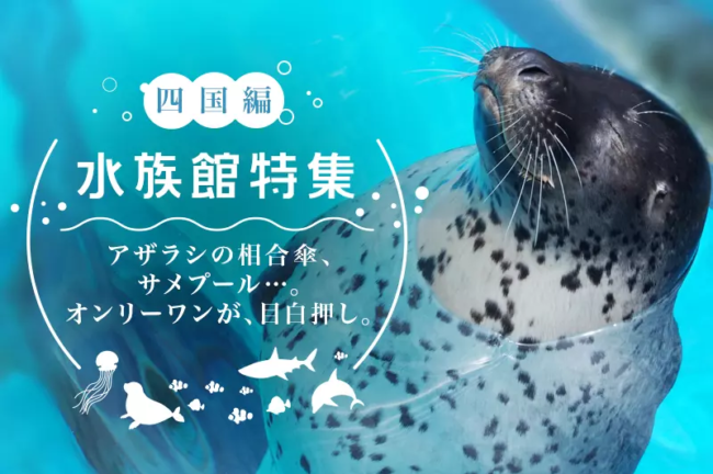 四国の水族館オススメ5選！見どころや撮影ポイントを徹底解説