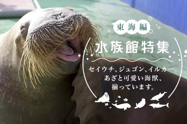 東海地方の水族館オススメ5選!見どころや撮影ポイントを紹介