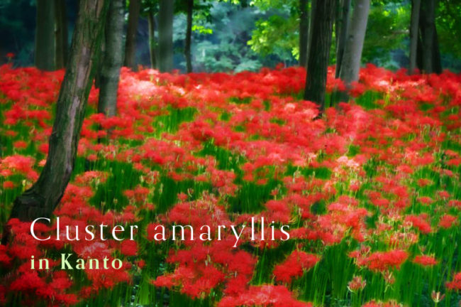 関西の美しい彼岸花の名所top10 見頃時期やイベント情報も紹介 Goopass Travel Magazine