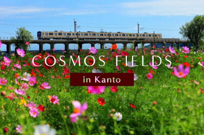 【関東地方】コスモス畑の名所おすすめTOP10！イベント情報も紹介