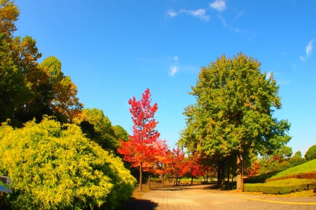 千葉県立柏の森公園