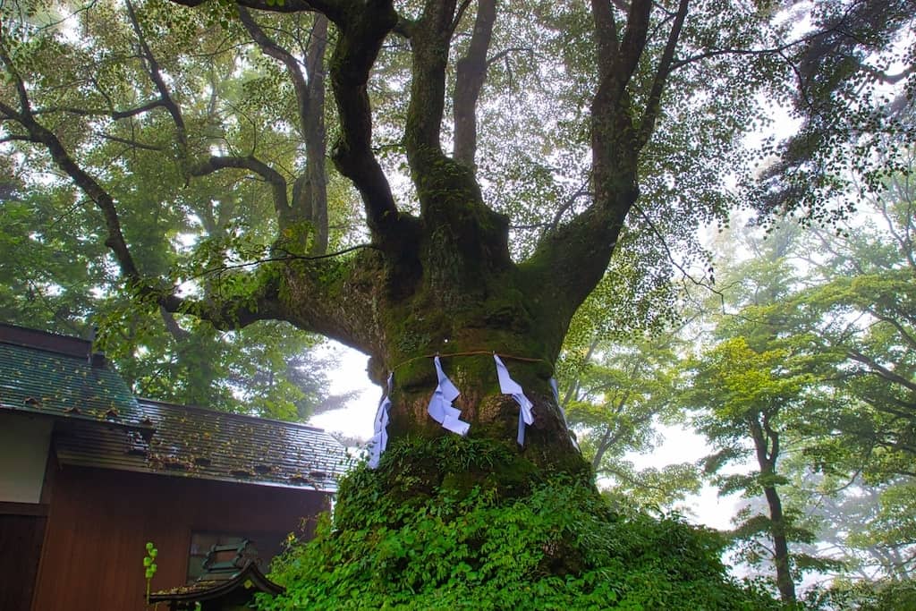 熊野神社のご神木