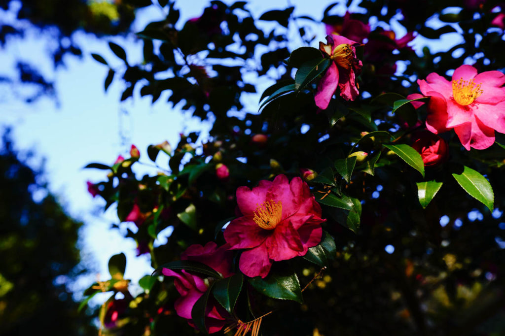 FE 16-35mm F2.8 GM作例