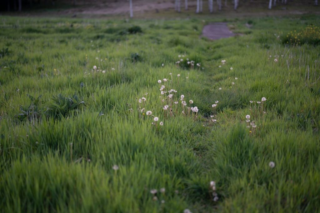 FE 50mm F1.2 GM作例