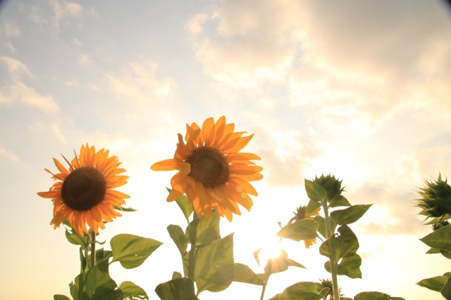 ひまわりを綺麗に撮影するコツを解説！おすすめのカメラ機材も紹介し