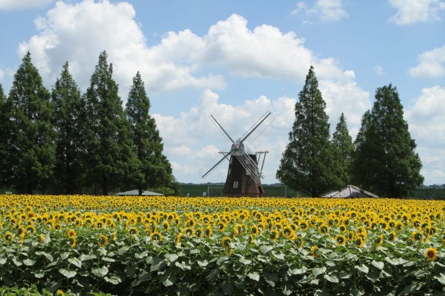 【千葉県】風車とヒマワリ畑の景観！7月中旬より約8万本が見頃を迎えます（柏市あけぼの山農業公園）