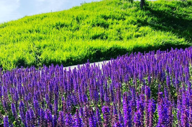 【滋賀県】びわこ箱館山 花と自然を身近に感じられる空間