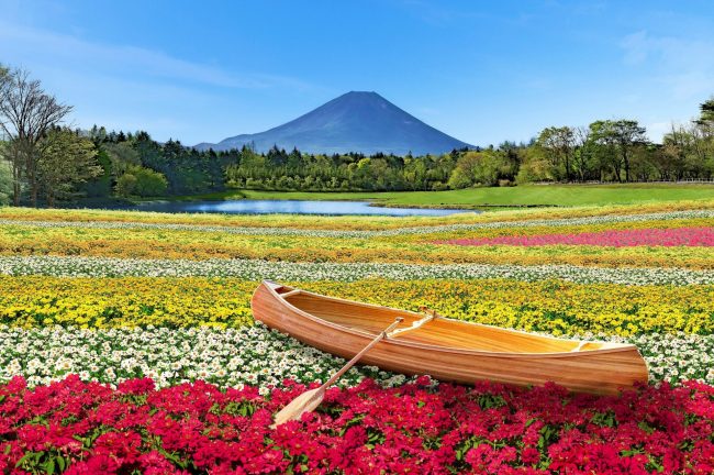 【山梨県】富士本栖リゾート、春・芝桜のピンクから、秋は虹色にお色直し「2023虹の花まつり」9月1日(金)スタート