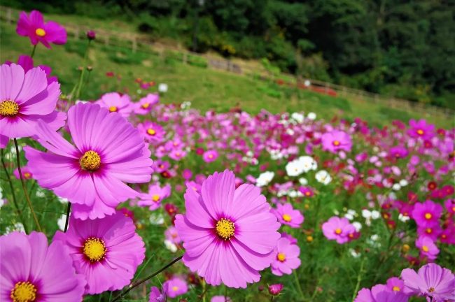 【神奈川県】三浦半島最大級!「横須賀市くりはま花の国」で約100万本のコスモスが開花リレー! 圧巻の景観が広がる緩やかな丘陵地
