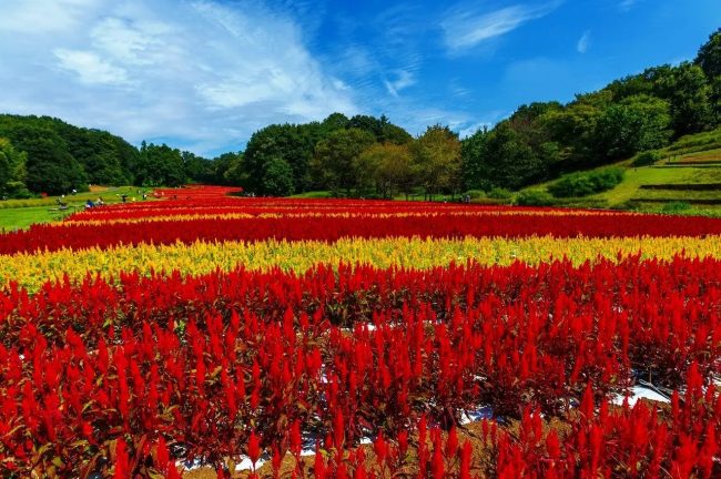 【埼玉県】約80万本の「羽毛ゲイトウ」の花畑が見頃を迎えます（国営武蔵丘陵森林公園）昨年比２倍！