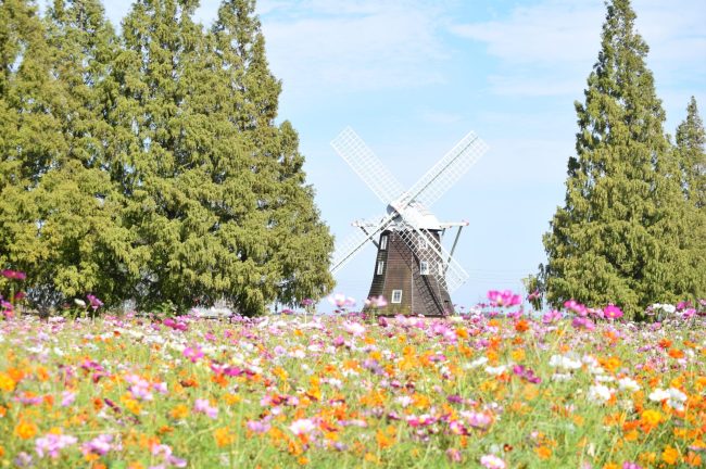 【千葉県】入園無料　絶景！風車とコスモス花畑が10月中旬に見頃を迎えます（柏市あけぼの山農業公園）