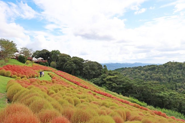 【千葉県】ひと足早い”秋“　約8千株の『紅葉コキア』が、もうすぐ見頃を迎えます。