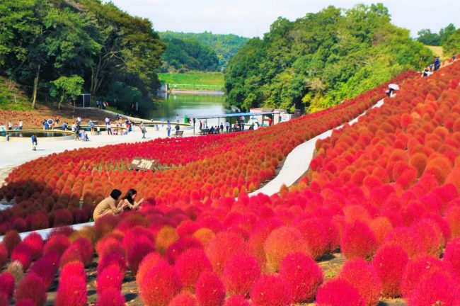 【千葉県】東京ドイツ村 10月上旬より「コキアの紅葉」、「ケイトウ」、「マリーゴールド」が見頃を迎えます