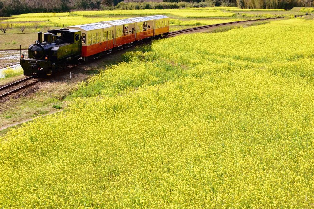 菜の花野中を走る鉄道