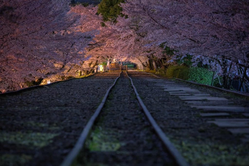 春におすすめな被写体や撮影スポット、カメラのおすすめモデルも紹介  