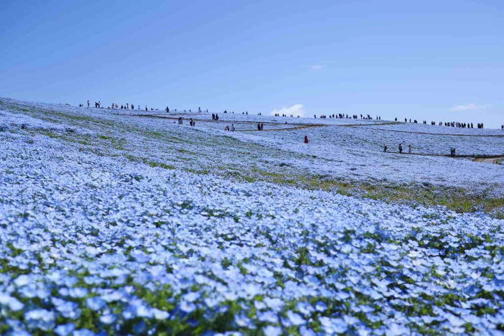 国営ひたち海浜公園