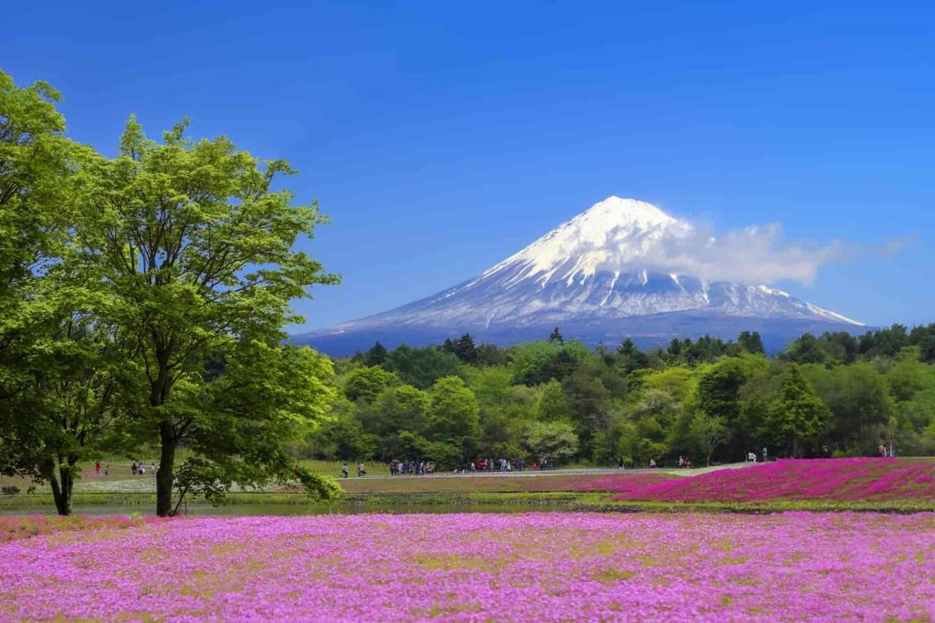富士芝桜まつり