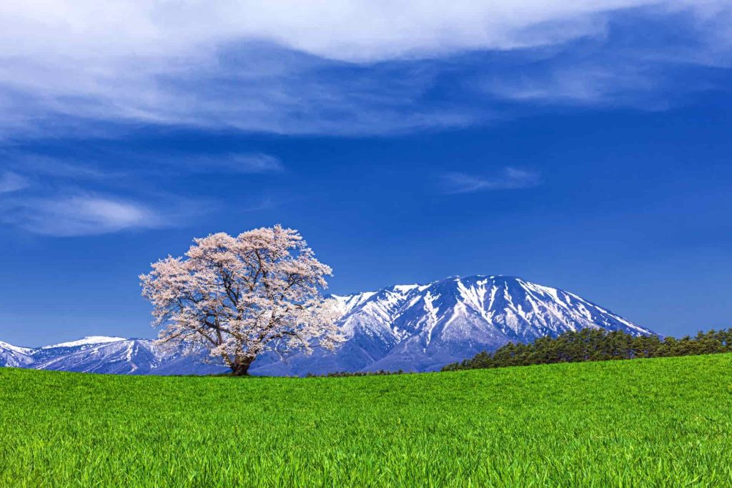 小岩井農場