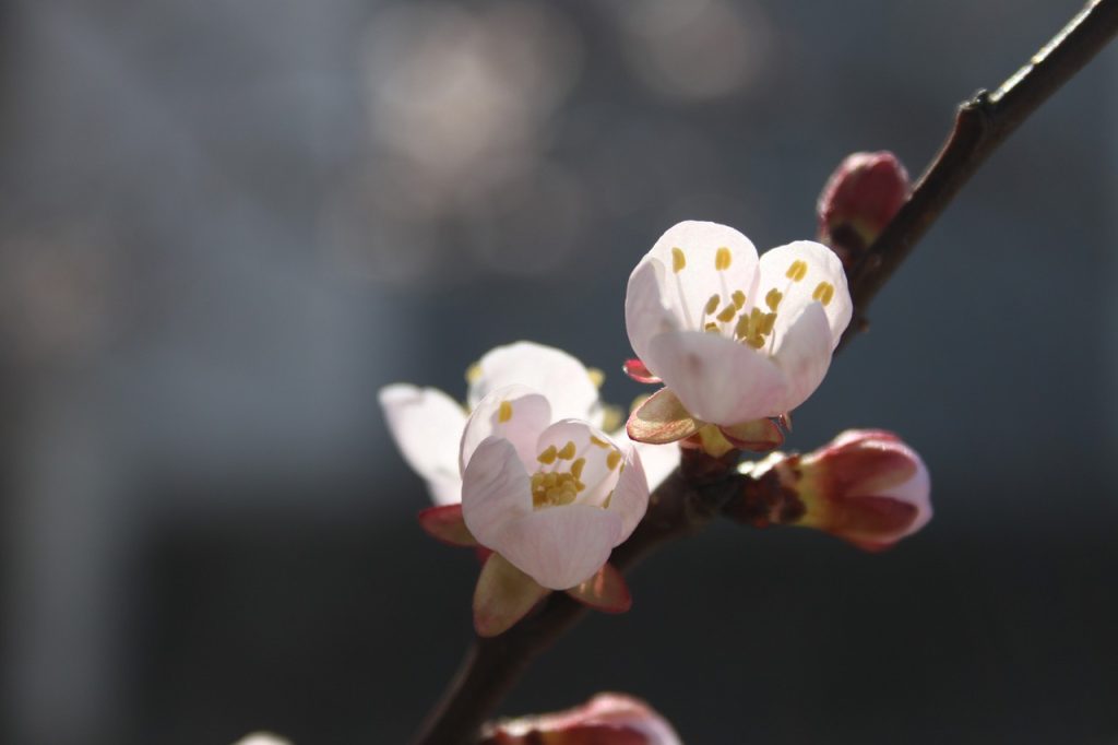 梅の花アップ