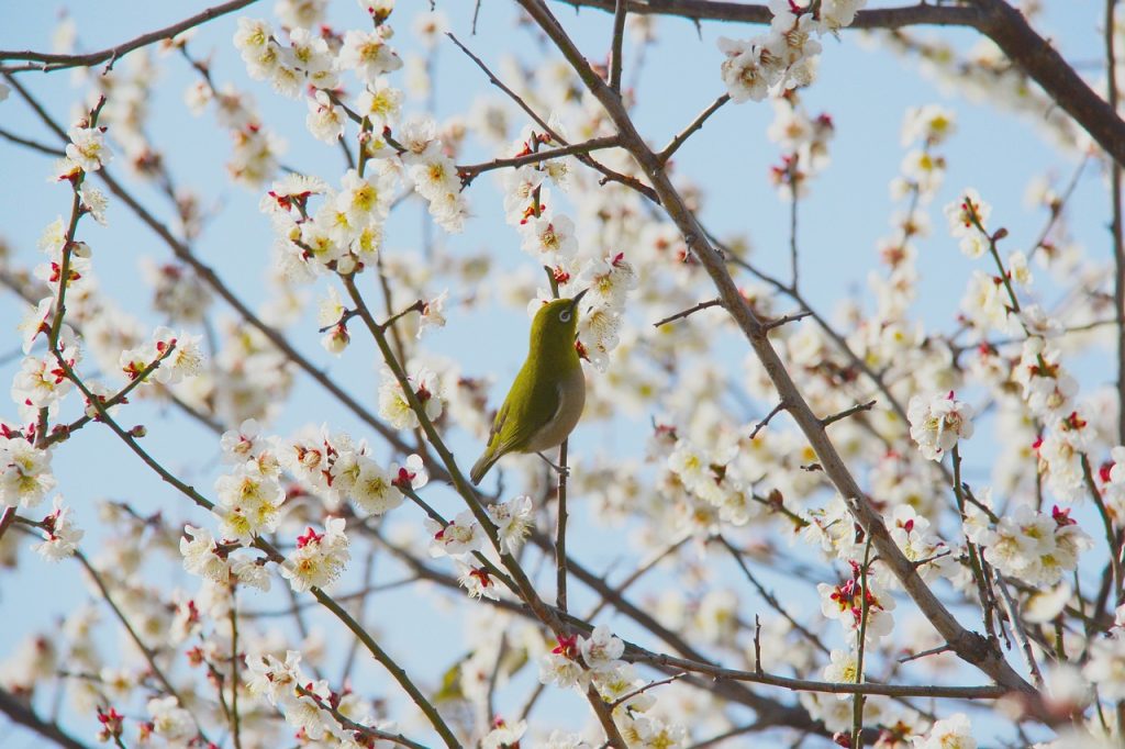鶯と梅の花